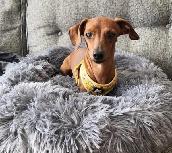 Cama Calmante Para Cachorro e Gato