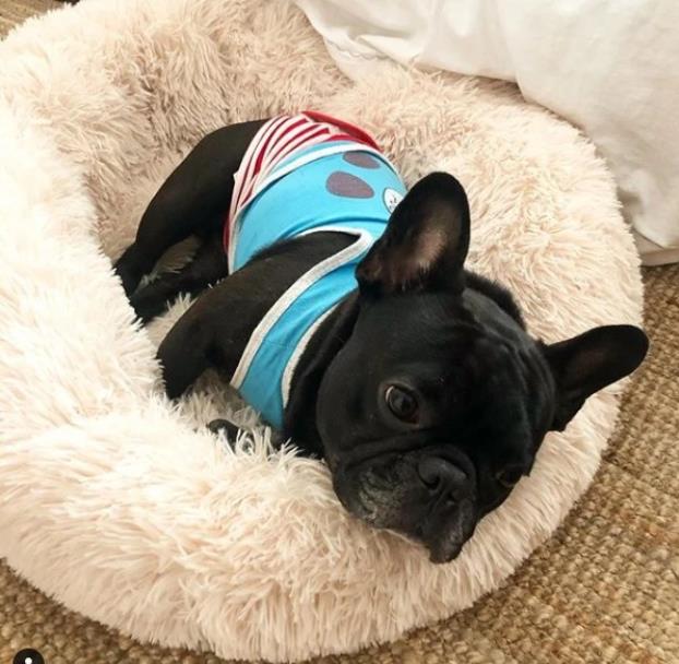 Cama Calmante Para Cachorro e Gato